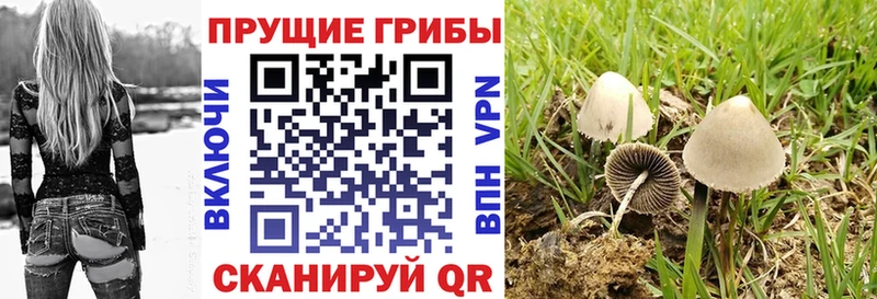 нарко площадка как зайти  Хвалынск  Псилоцибиновые грибы GOLDEN TEACHER 